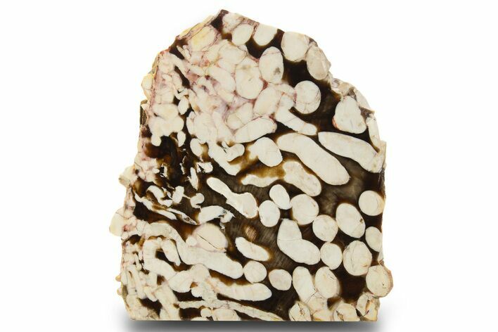 Gorgeous Petrified Peanut Wood Slab - Australia #334891